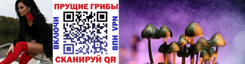 Псилоцибиновые грибы Psilocybine cubensis  Купить где  Суоярви 